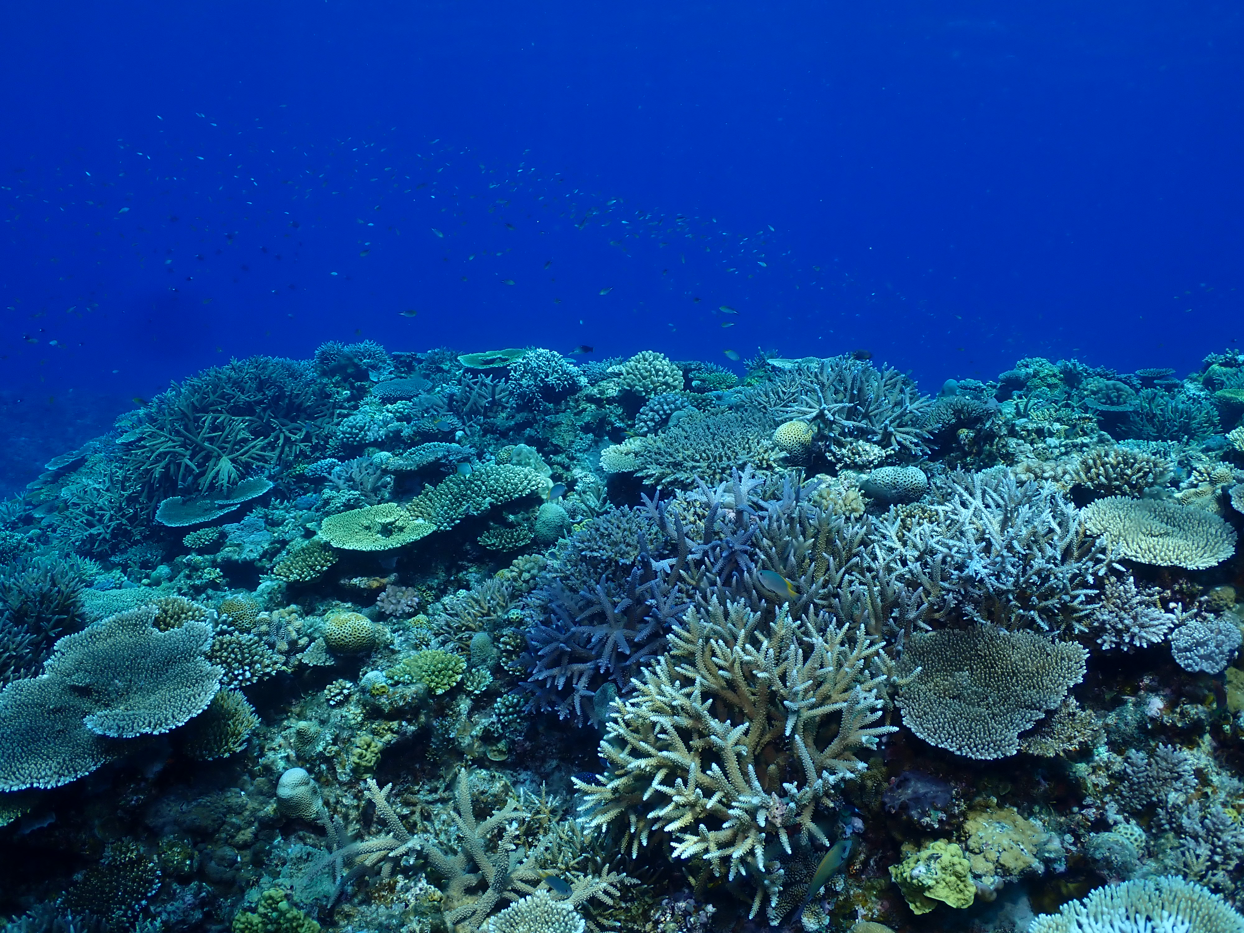 藍洞潛水體驗 6