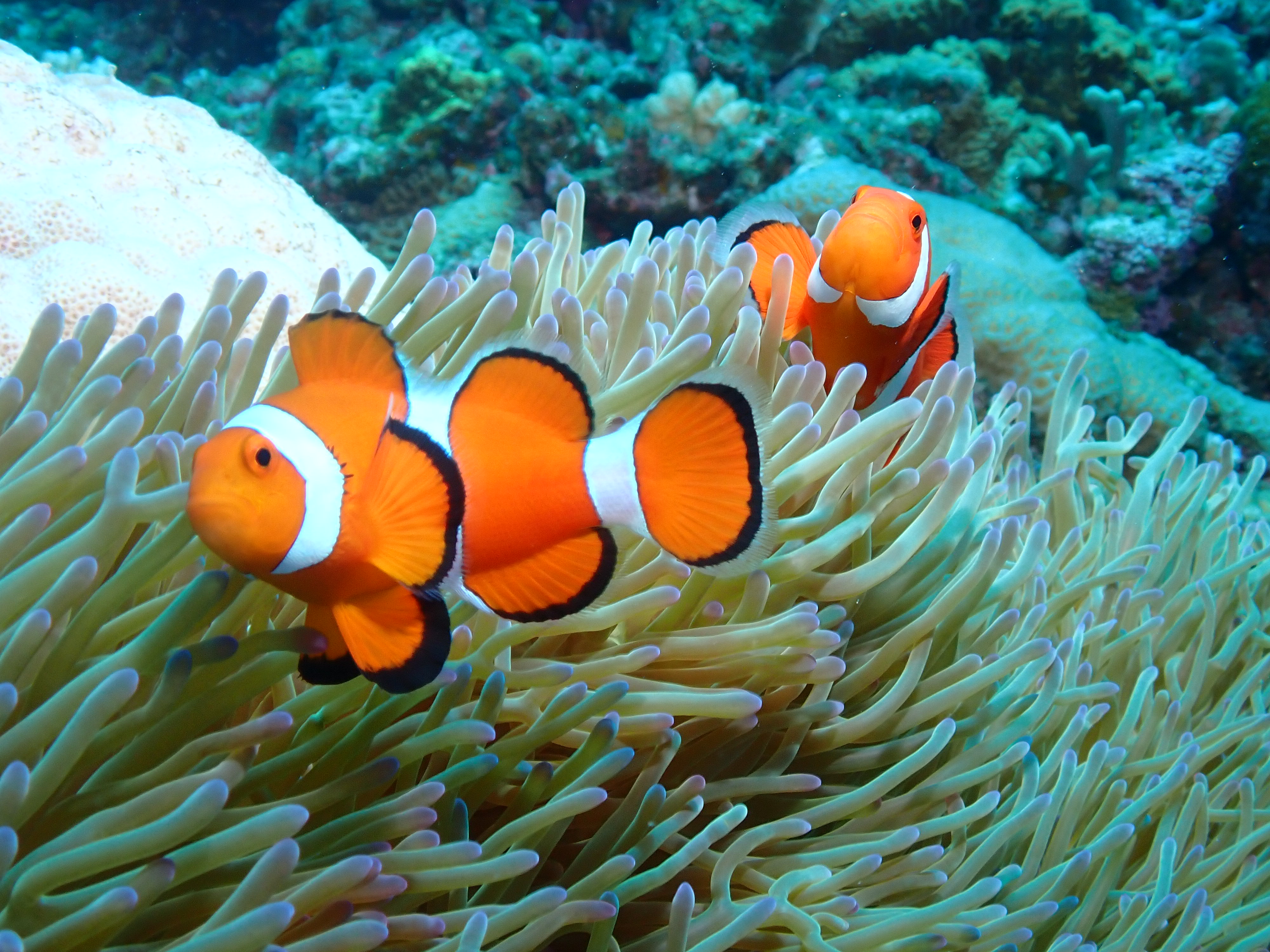 藍洞潛水體驗 7