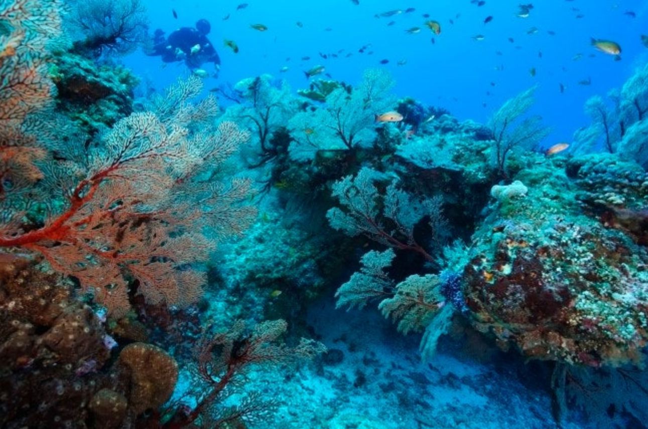 サンゴの森とダイバー
