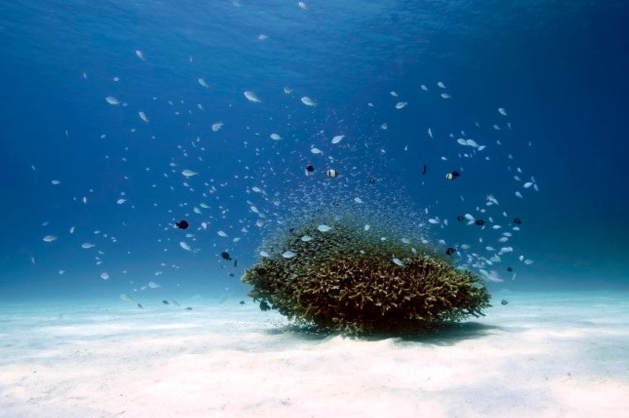 単独サンゴと魚の群れ