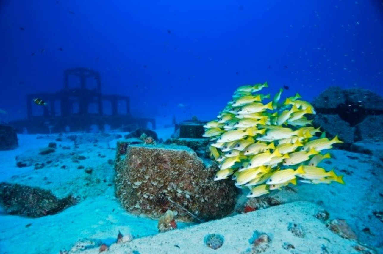 黄色い魚の群れと海底構造物