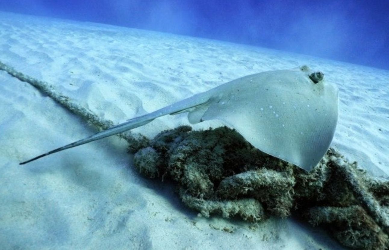 エイと海底の砂