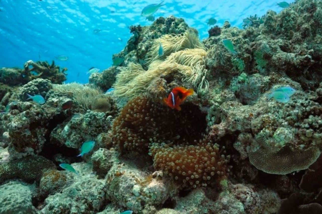 イソギンチャクと海洋生物