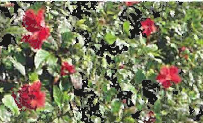 미야코지마산 하이비스커스 잎