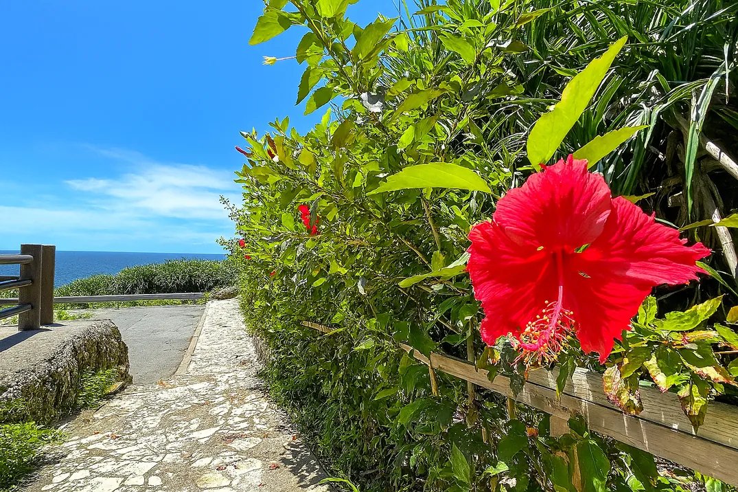 世界初の花びら抽出商品